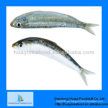 Precio de la sardina mariscos congelados frescos pescados de la sardina